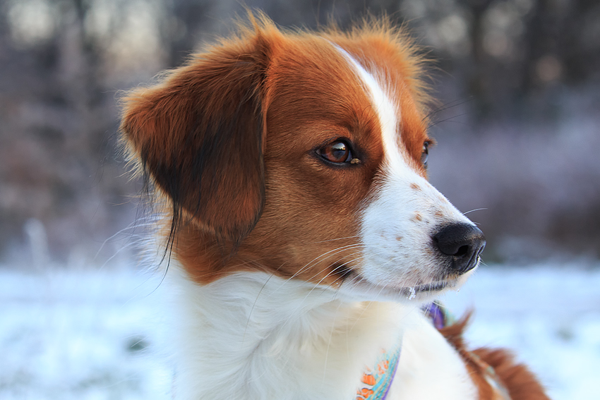 Kooikerhondje aus Langenhorn