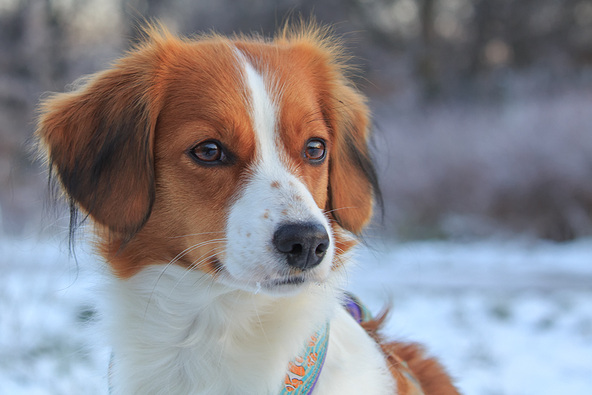 Kooikerhondje aus Langenhorn