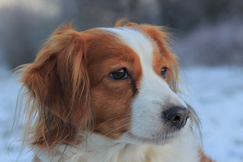 Kooikerhondje aus Langenhorn