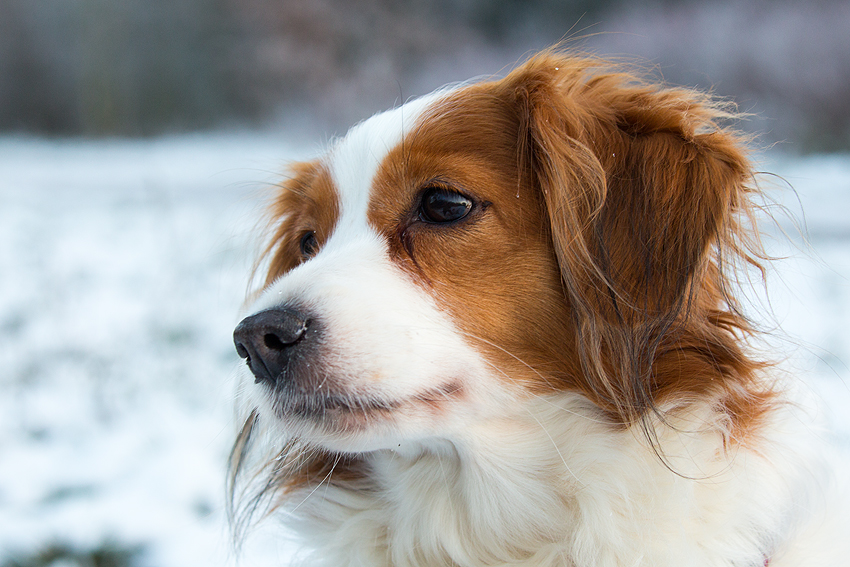 Kooikerhondje aus Langenhorn