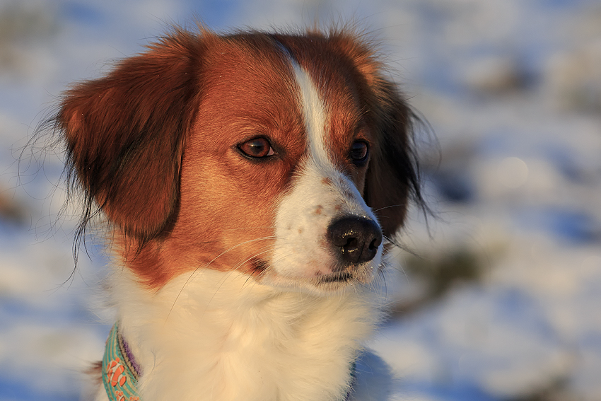 Kooikerhondje aus Langenhorn