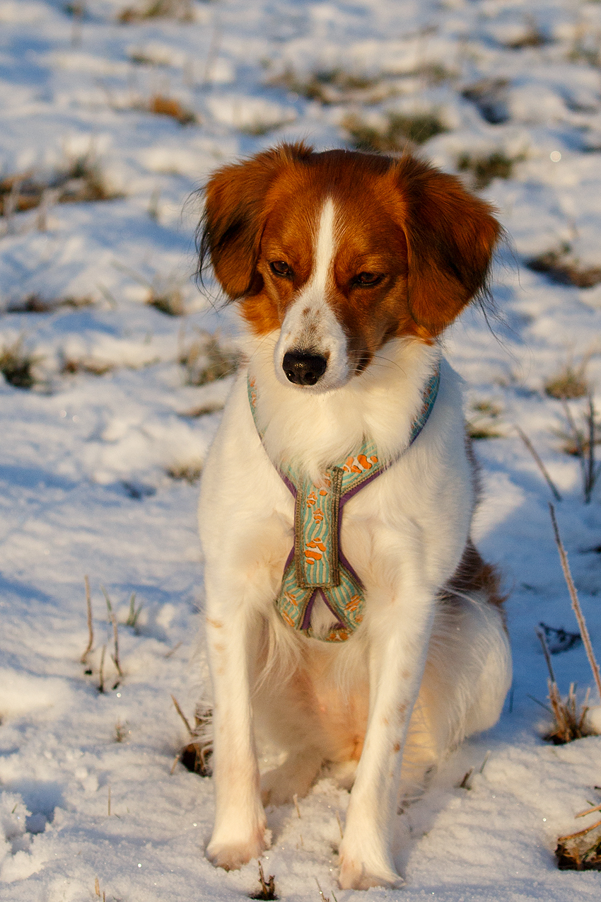 Kooikerhondje aus Langenhorn