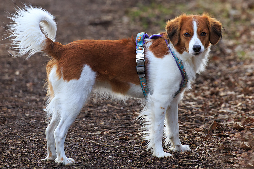 Kooikerhondje aus Langenhorn