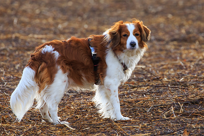 Kooikerhondje aus Langenhorn