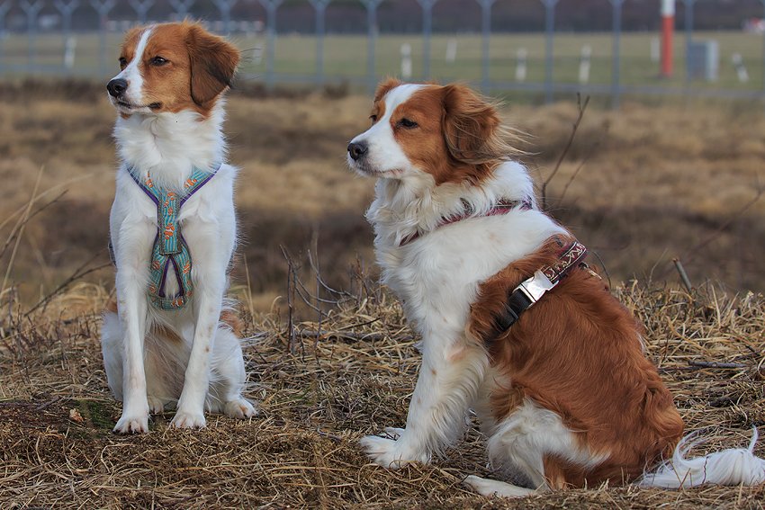 Kooikerhondje aus Langenhorn