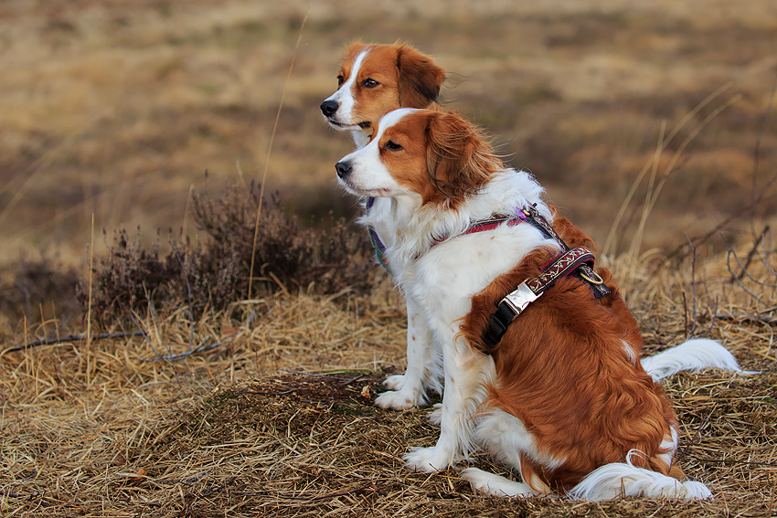 Kooikerhondje aus Langenhorn