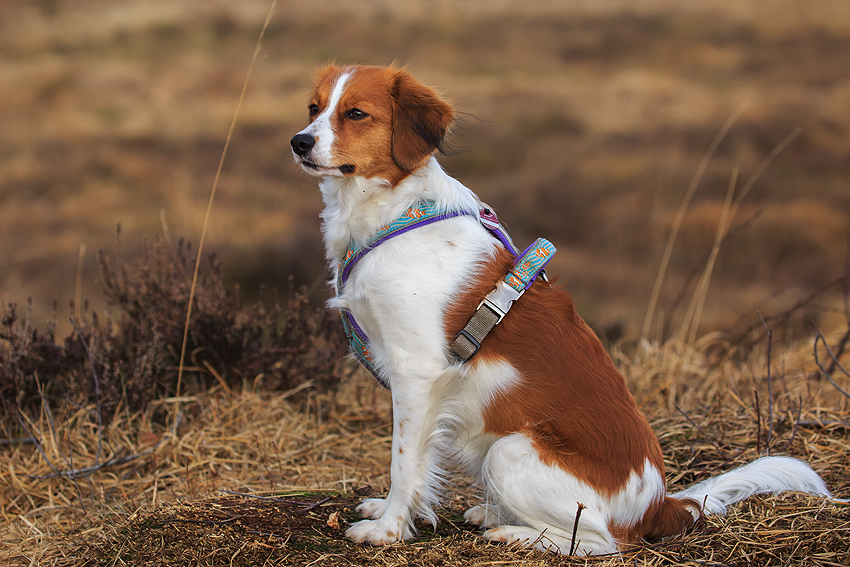 Kooikerhondje aus Langenhorn