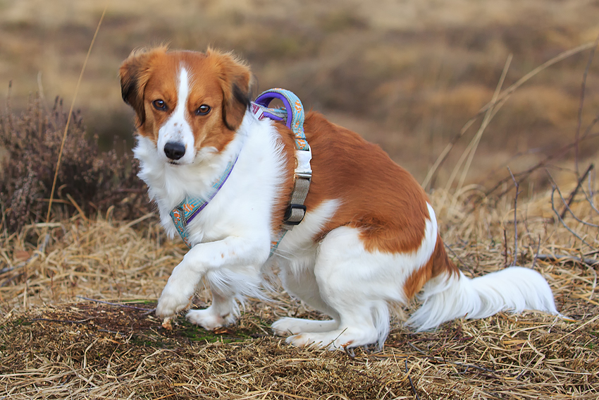 Kooikerhondje aus Langenhorn