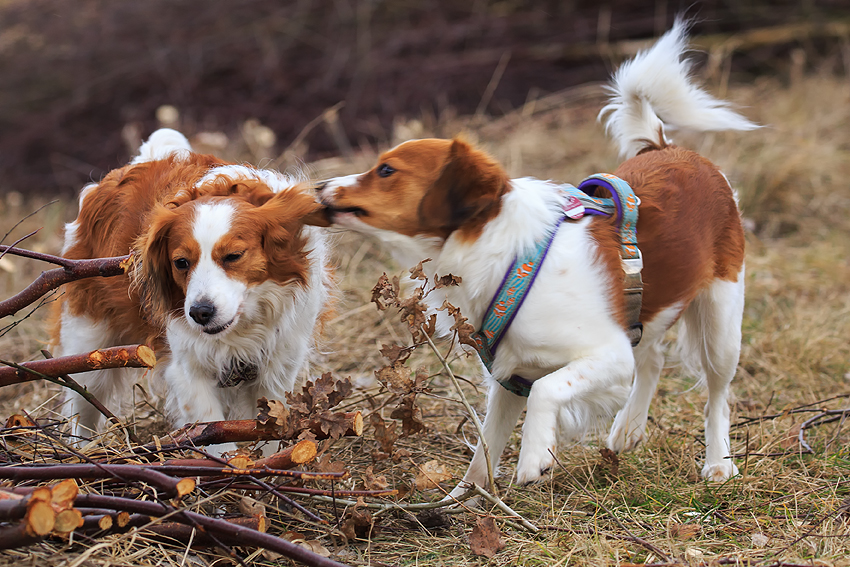 Kooikerhondje aus Langenhorn