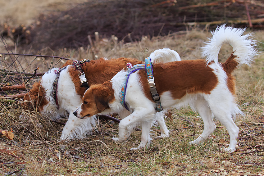 Kooikerhondje aus Langenhorn