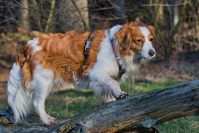 Kooikerhondje aus Langenhorn