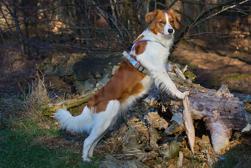 Kooikerhondje aus Langenhorn