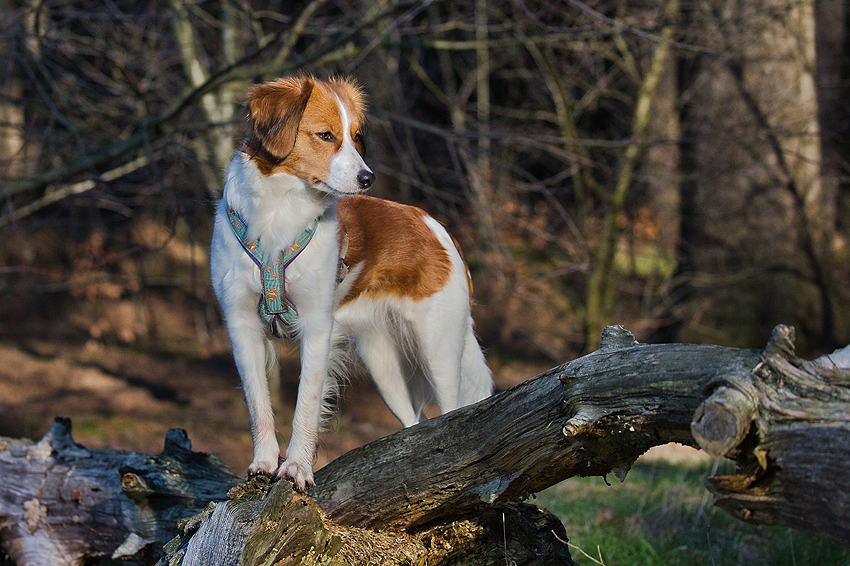 Kooikerhondje aus Langenhorn