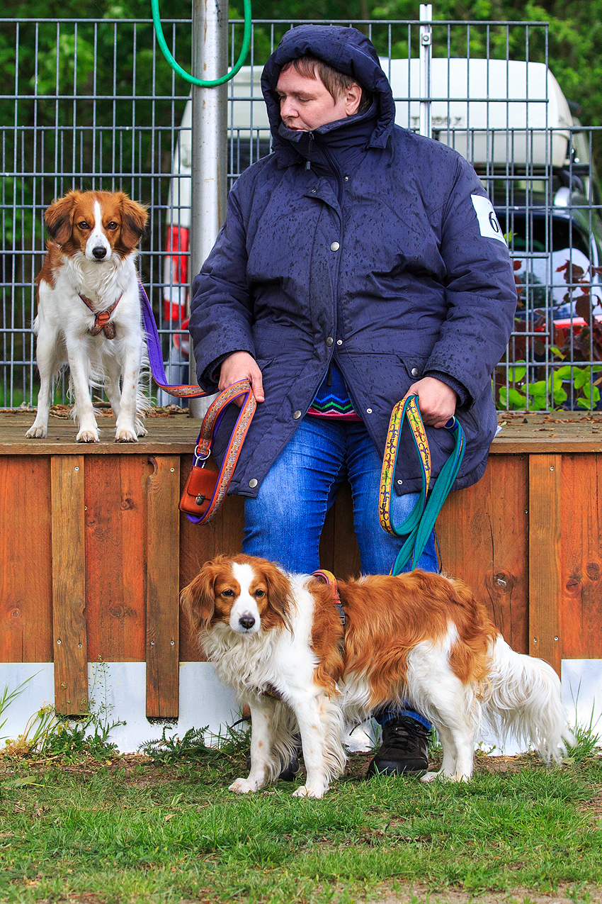 Kooikerhondje aus Langenhorn