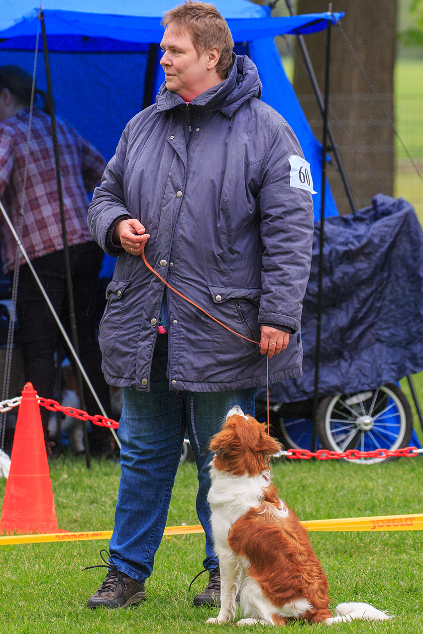 Kooikerhondje aus Langenhorn