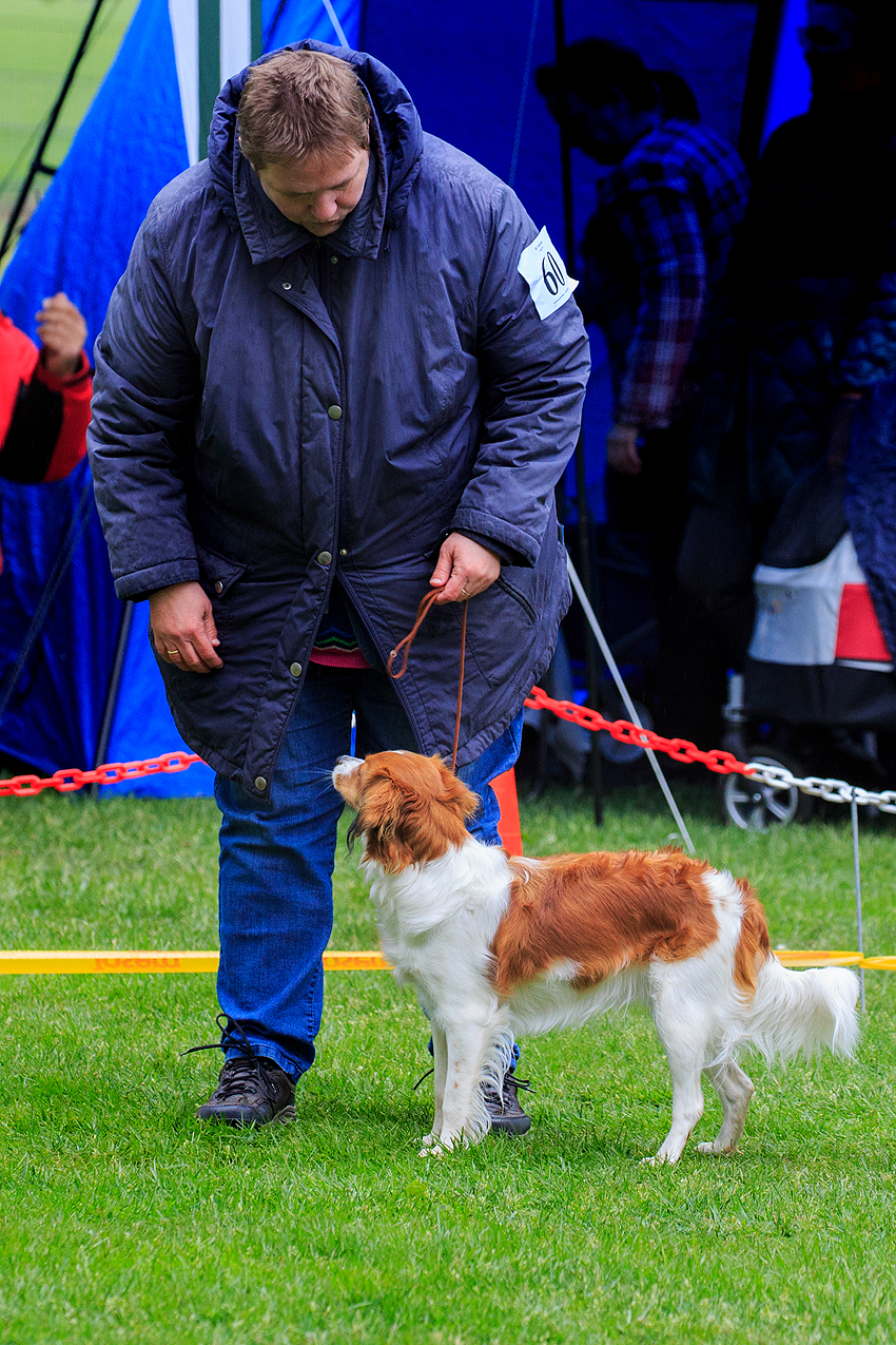 Kooikerhondje aus Langenhorn