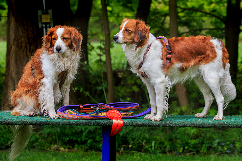 Kooikerhondje aus Langenhorn