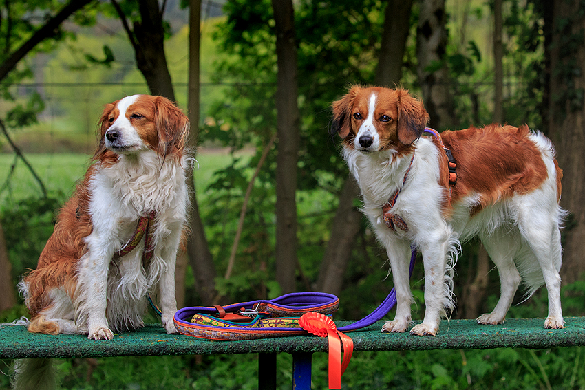 Kooikerhondje aus Langenhorn