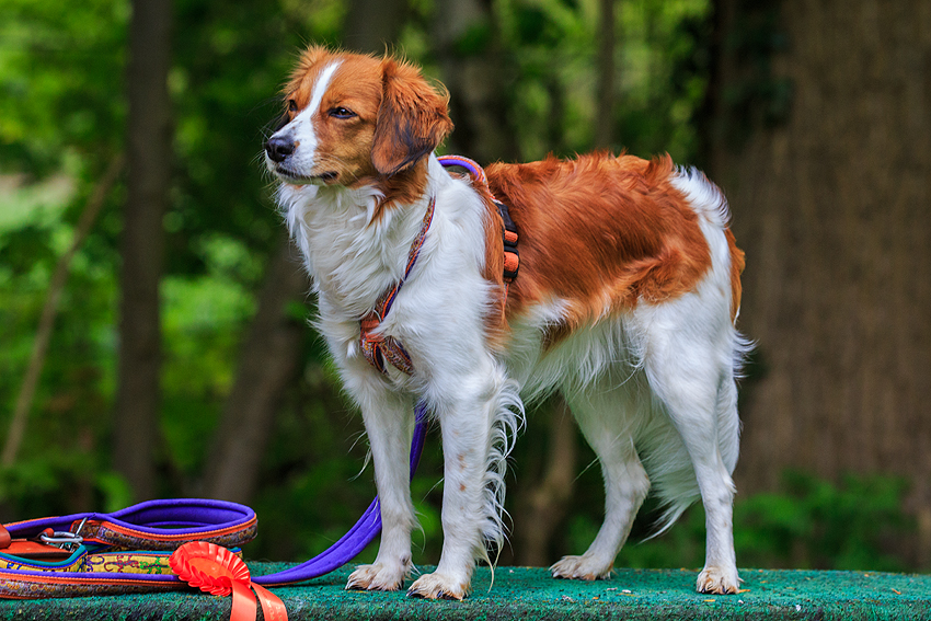 Kooikerhondje aus Langenhorn