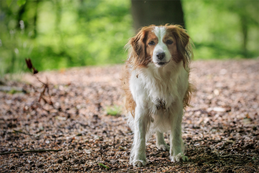 Kooikerhondje aus Langenhorn