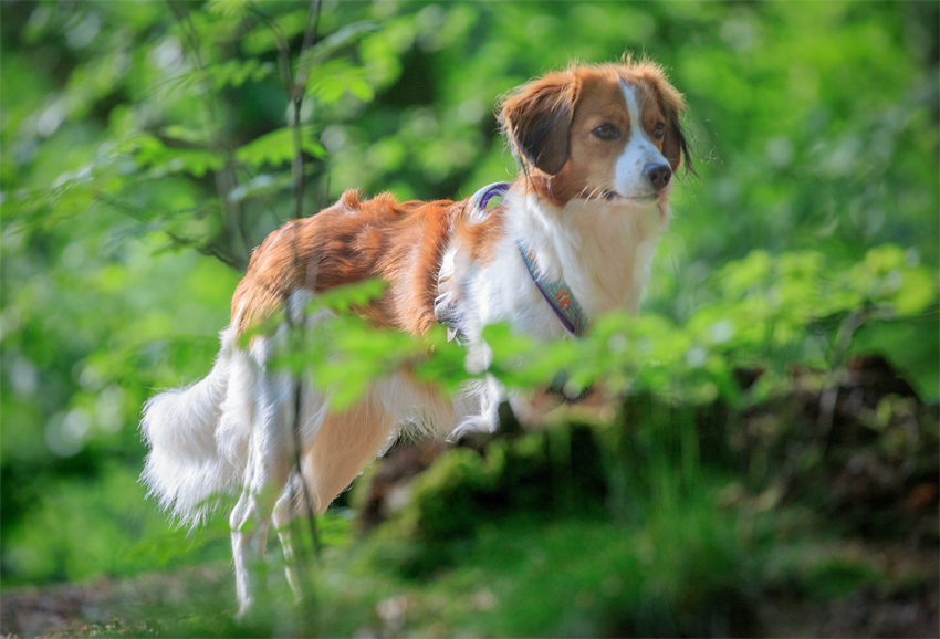 Kooikerhondje Hazel