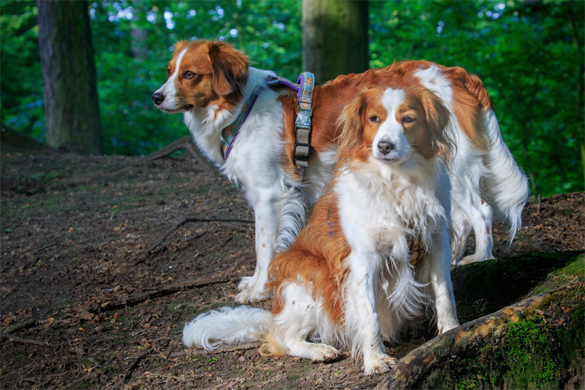 Kooikerhondje aus Langenhorn