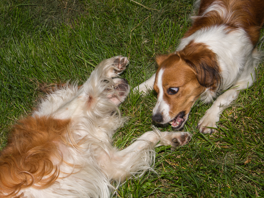 Kooikerhondje aus Langenhorn