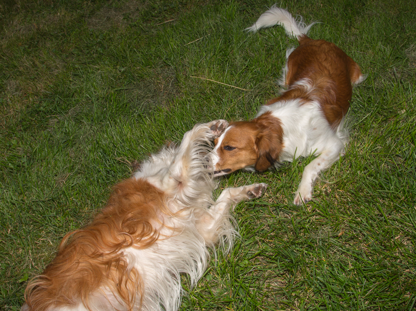 Kooikerhondje aus Langenhorn