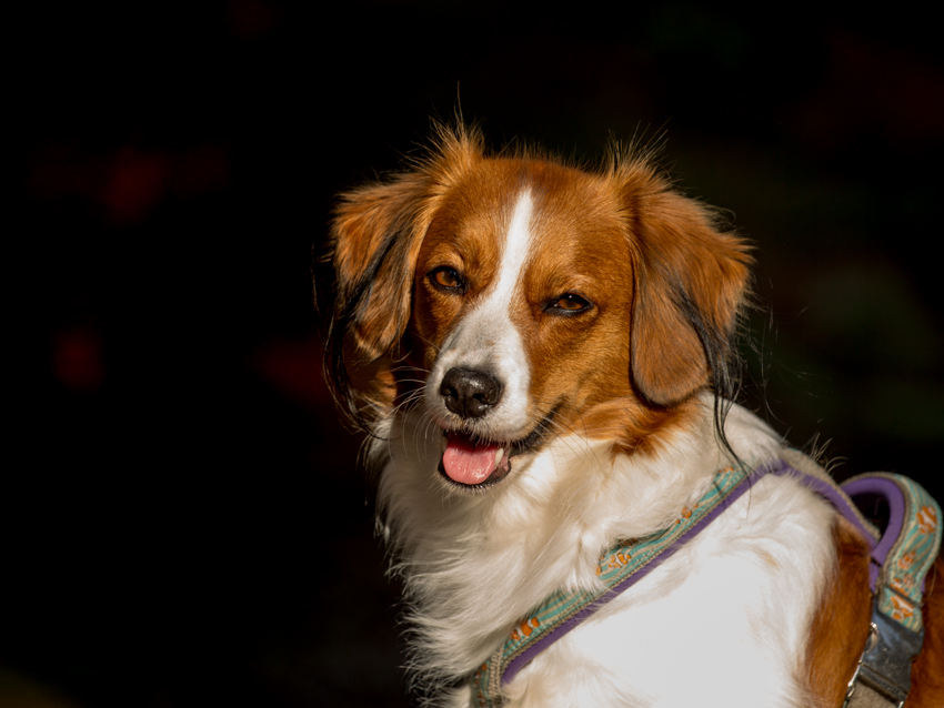 Kooikerhondje aus Langenhorn