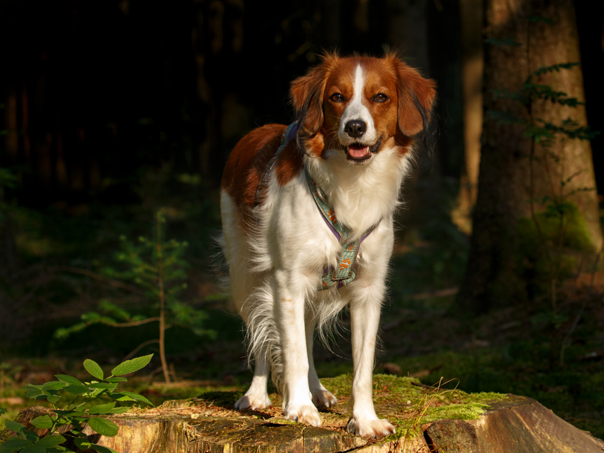 Kooikerhondje aus Langenhorn