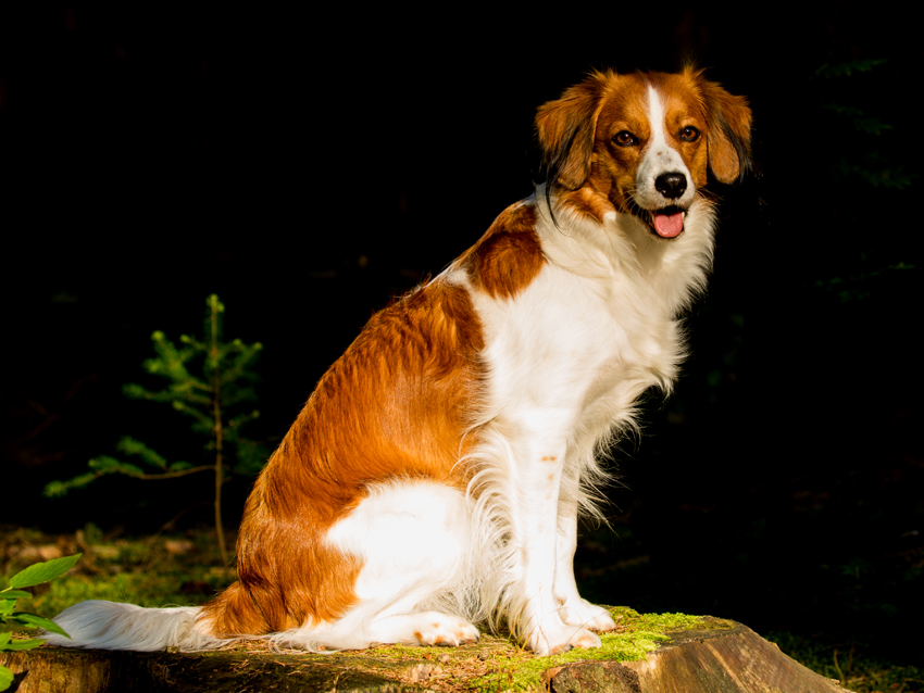 Kooikerhondje aus Langenhorn