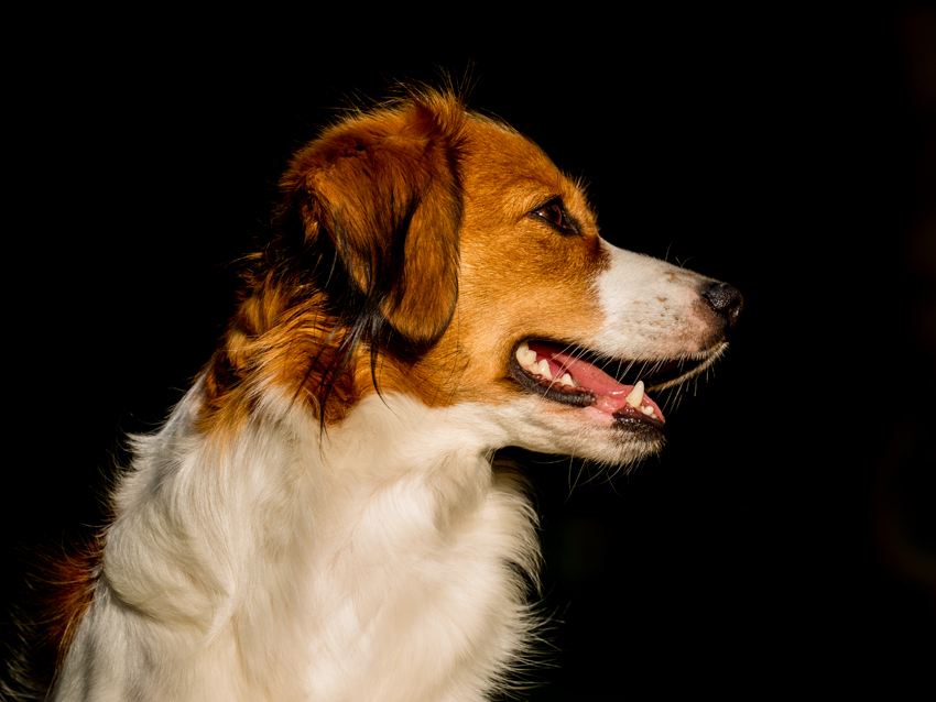 Kooikerhondje aus Langenhorn