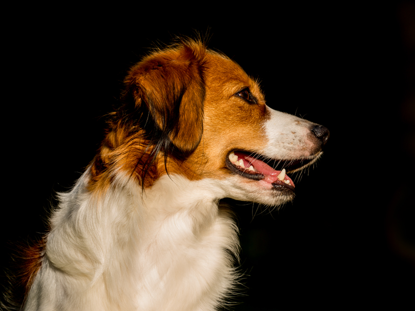 Kooikerhondje aus Langenhorn