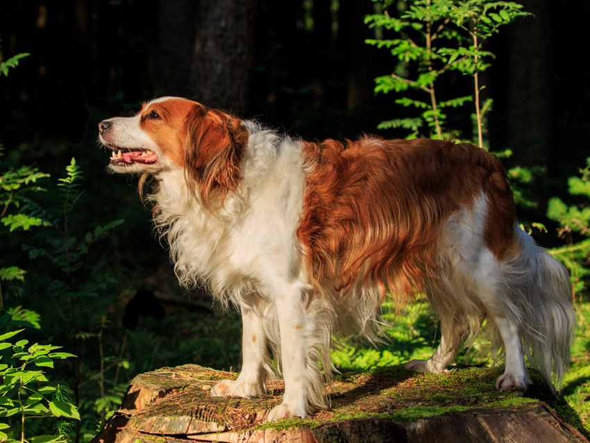 Kooikerhondje aus Langenhorn