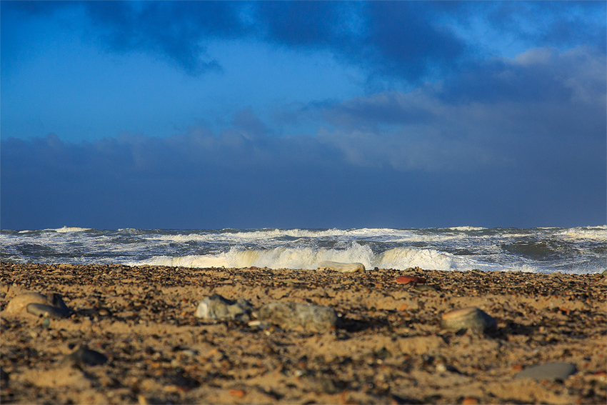 Kooikerhondje in Dänemark 2019