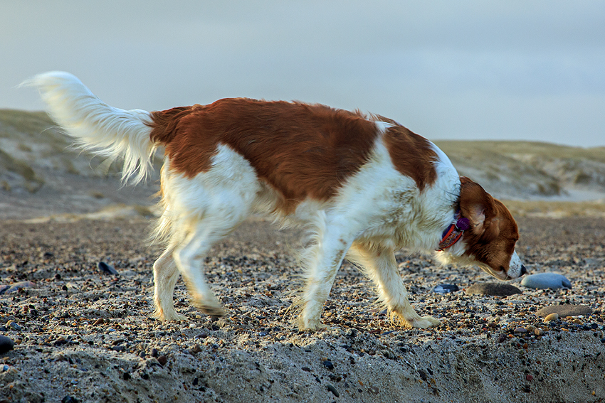 Kooikerhondje in Dänemark 2019