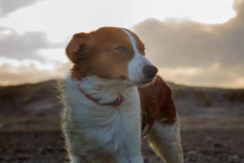 Kooikerhondje in Dänemark 2019