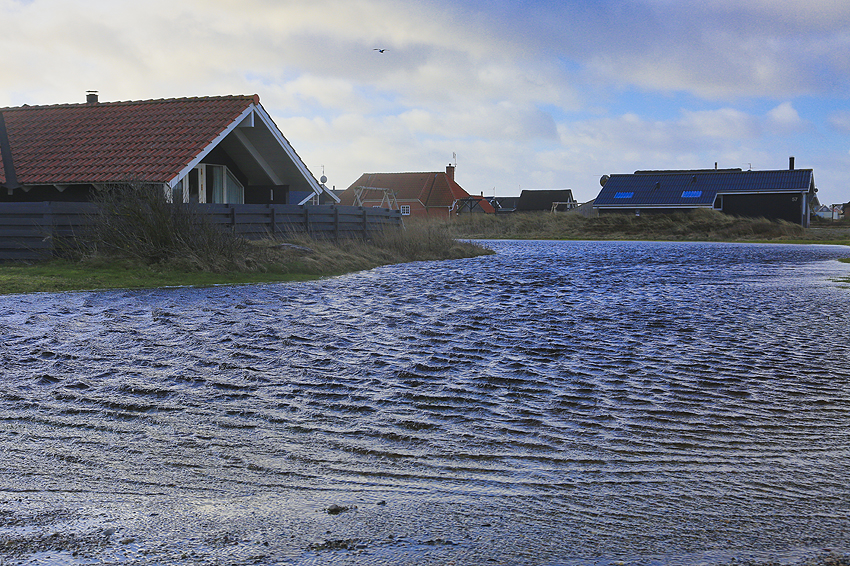 Kooikerhondje in Dänemark 2019