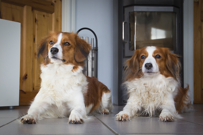 Kooikerhondje in Dänemark 2019