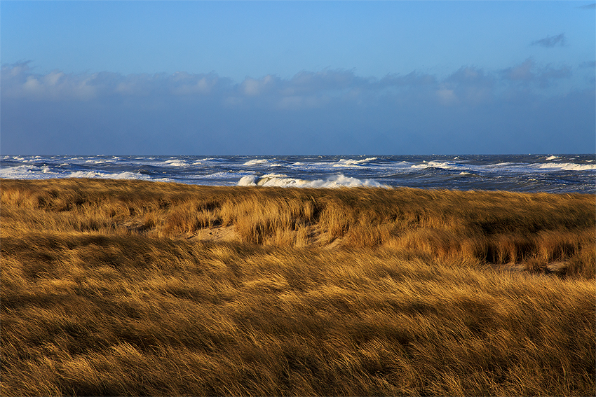 Kooikerhondje in Dänemark 2019