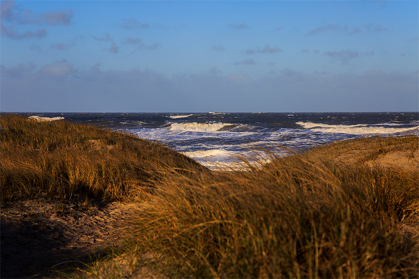 Kooikerhondje in Dänemark 2019