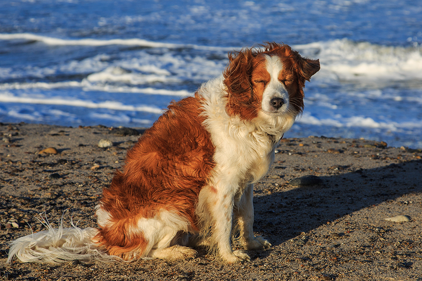 Kooikerhondje in Dänemark 2019