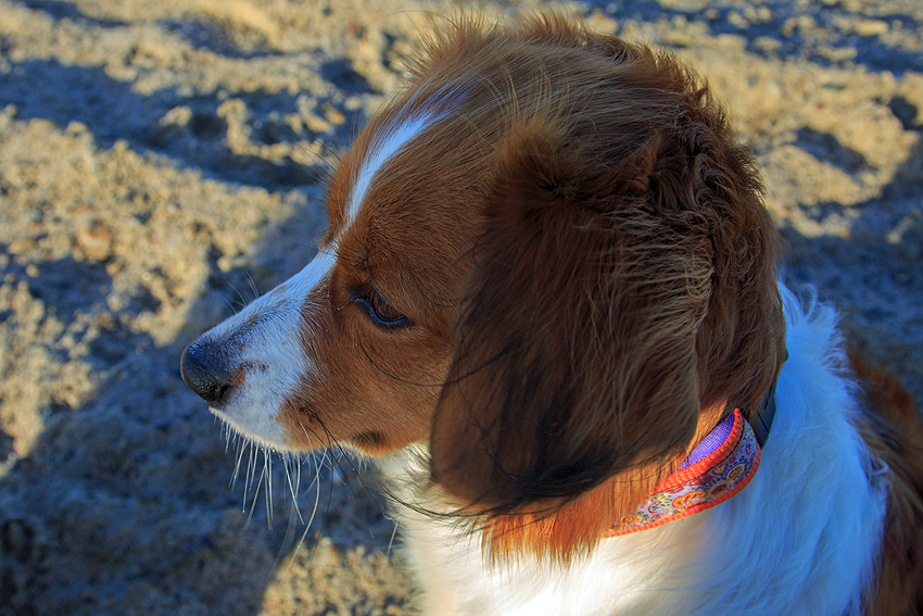 Kooikerhondje in Dänemark 2019