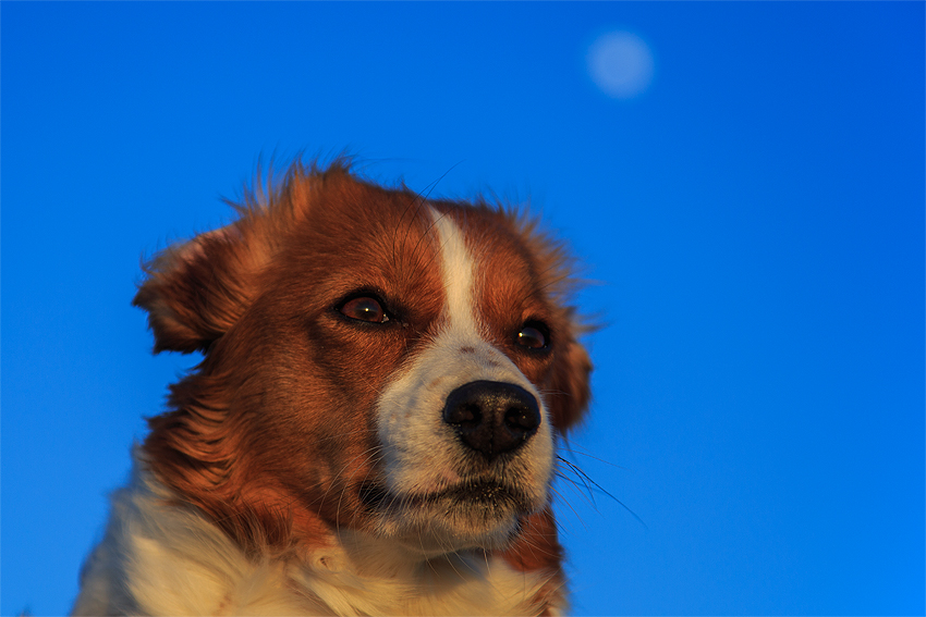 Kooikerhondje in Dänemark 2019