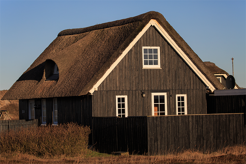 Kooikerhondje in Dänemark 2019