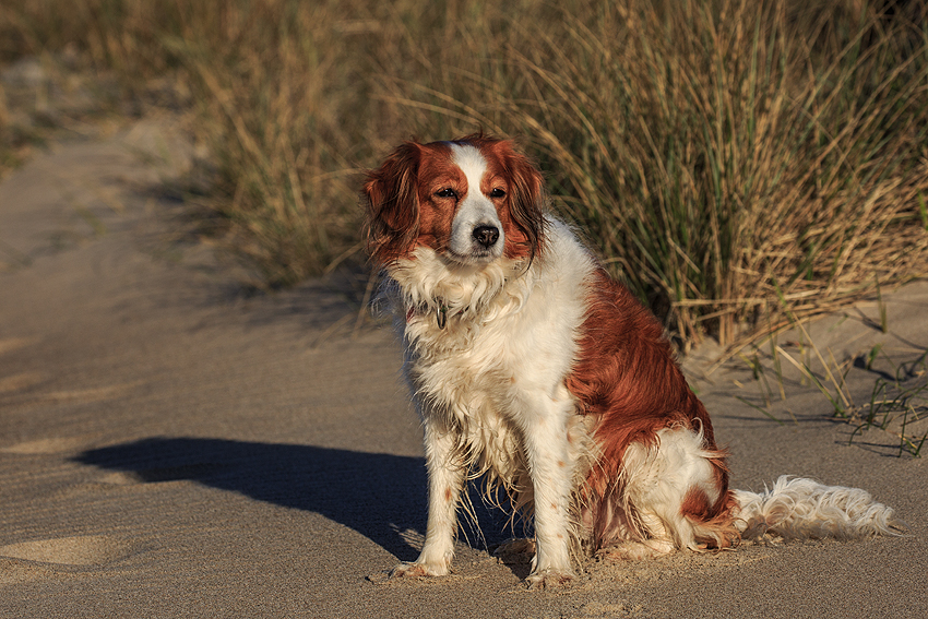 Kooikerhondje in Dänemark 2019