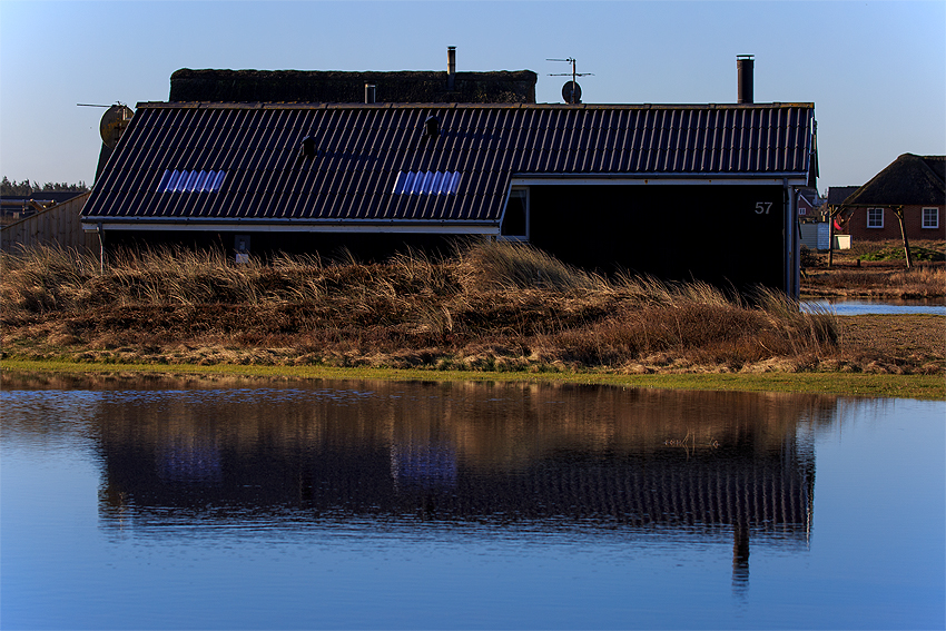 Kooikerhondje in Dänemark 2019