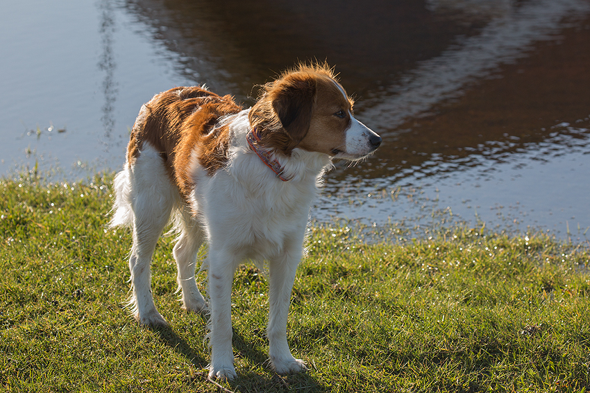 Kooikerhondje in Dänemark 2019