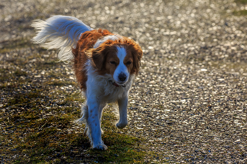 Kooikerhondje in Dänemark 2019