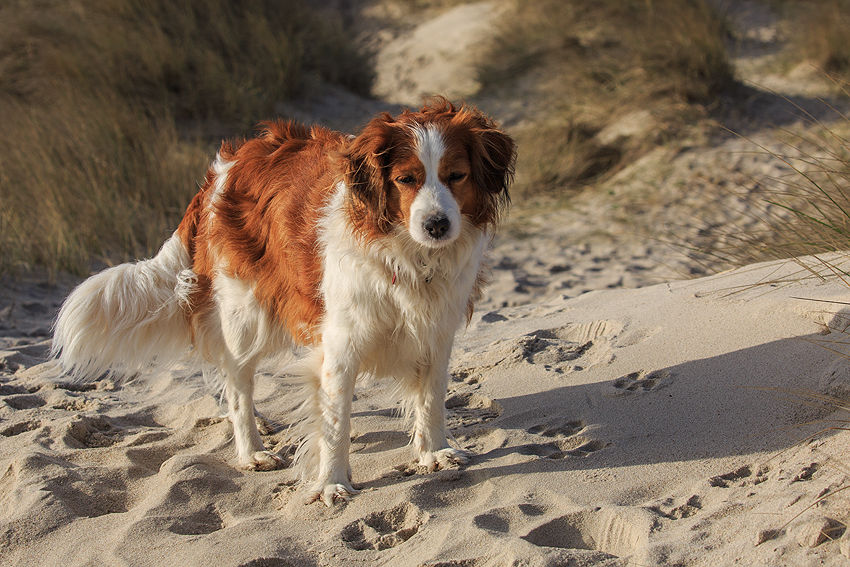 Kooikerhondje in Dänemark 2019